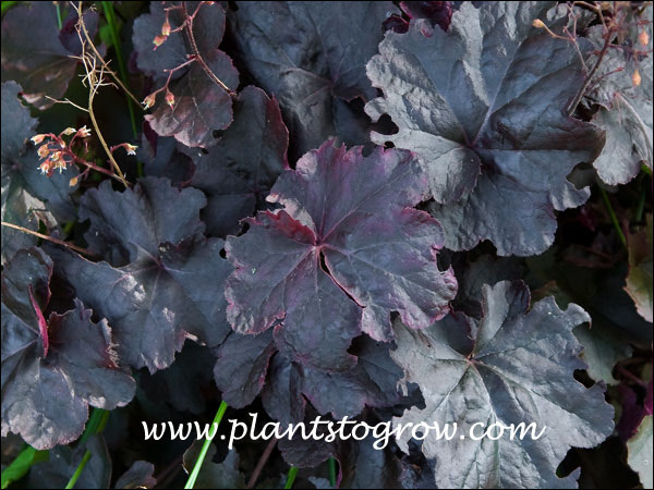 Obsidian Coral Bells (Heuchera)